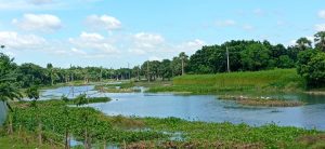 হারিয়ে যাচ্ছে মালঞ্চ