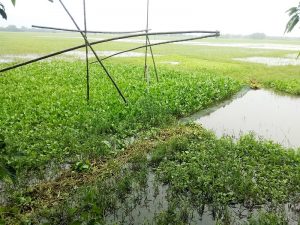 নওগাঁর আত্রাইয়ে নদী ও বিভিন্ন খাল বিলে নিষিদ্ধ চায়না ম্যাজিক জাল (রিংজাল) দিয়ে অবাধে চলছে মাছ শিকার। নিষিদ্ধ কারেন্ট জালের পর এবার ভয়ঙ্কর চায়না জালের ফাঁদে দেশিয় প্রজাতির মাছ। এতে দেশীয় বিভিন্ন প্রজাতির