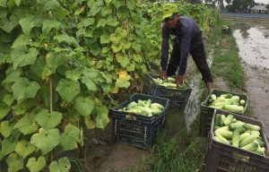 সবজির দামে কৃষকের হাসি