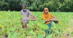উলিপুরে মুখীকচুতে কৃষকের মুখে হাসি