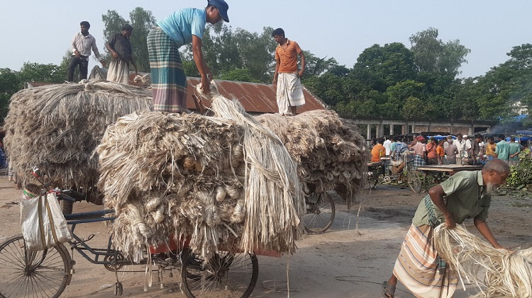 পাটের বাজারে সিন্ডিকেটের থাবা, দাম নিয়ে হতাশ চাষীরা