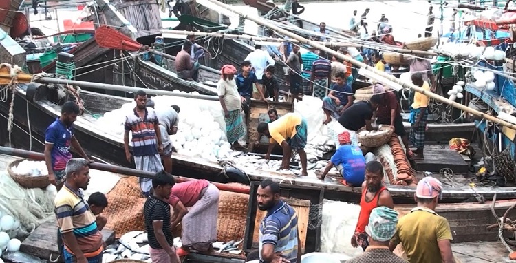 ভরা মৌসুমেও দেখা নেই ইলিশের, বিপাকে জেলে-মহাজনরা