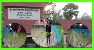 রাস্তায় ধান লাগিয়ে বাম্পার ফলনের আশায় এলাকাবাসী