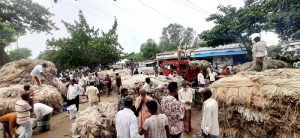 নওগাঁর আত্রাইয়ের কৃষকের ঘরে উঠতে শুরু করেছে সোনালি আঁশ। পাট গাছ পানিতে জাগ দেয়া থেকে শুরু করে আঁশ ছাড়ানো ও তা রোদে শুকানোর কাছে এখন ব্যস্ত সময় পারকরছেন চাষিরা।