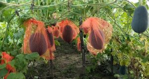 অসময়ে তরমুজে কৃষকের সুসময়