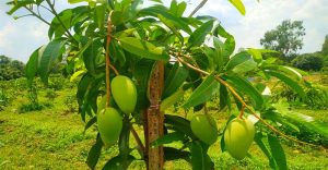 বাজার মাতাচ্ছে বারোমাসি কাটিমন আম