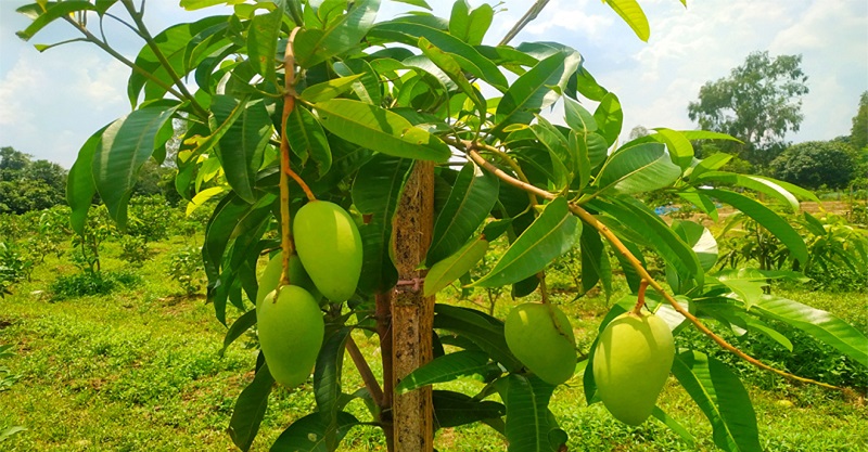 বাজার মাতাচ্ছে বারোমাসি কাটিমন আম