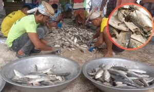 উপকূলের হাট-বাজারে অর্ধ-কাটা ইলিশ বিক্রীর ধুম