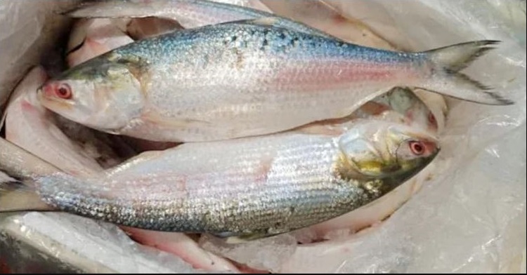 কম দামে ভারতে ইলিশ রফতানির কারণ জানে না মৎস্য মালিক সমিতি!