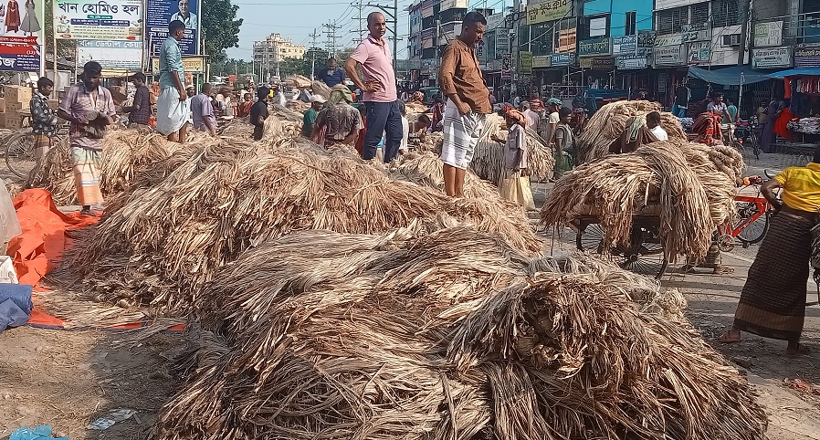 কমেই চলেছে পাটের দাম, সিন্ডিকেটের নিয়ন্ত্রণে হাট