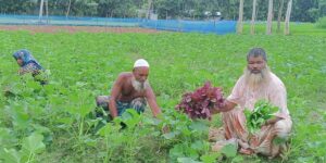 টাপুরকুটি এখন সবজি গ্রাম