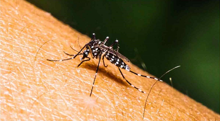 ডেঙ্গুতে ১৪ মৃত্যু, হাসপাতালে ভর্তি ২৮৬৫