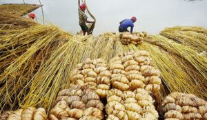 যোগ বিয়োগ মেলেনা গাইবান্ধার পাট চাষীদের