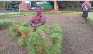 হারুনের ভাগ্য ঘুরছে আমন চারায়