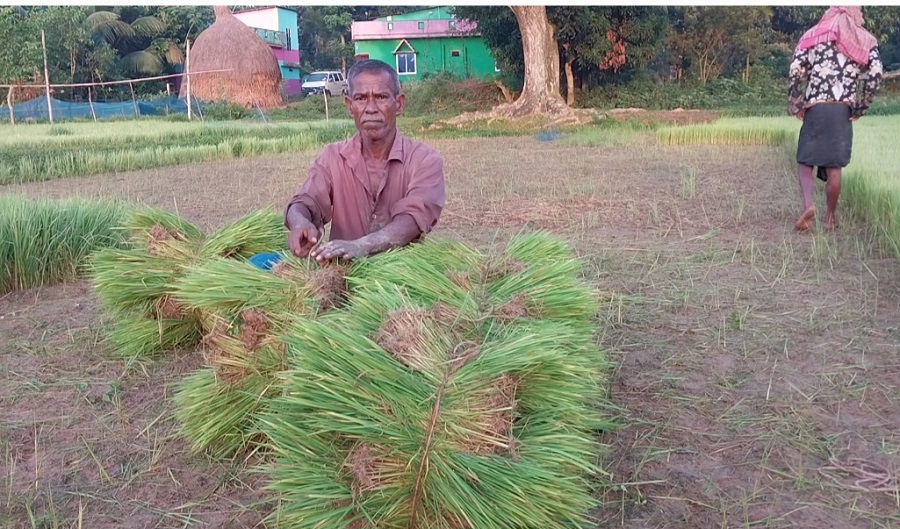 হারুনের ভাগ্য ঘুরছে আমন চারায়