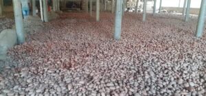 মহেশপুরে সরকারের বেঁধে দেওয়া দামে বিক্রি হচ্ছে না আলু