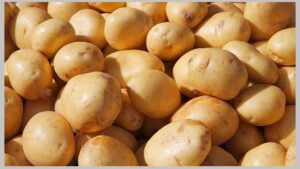 আলুর কেজি কোনোভাবেই ৪০ থেকে ৪৫ টাকার বেশি হতে পারে না কৃষিমন্ত্রী