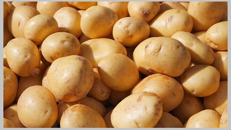 আলুর কেজি কোনোভাবেই ৪০ থেকে ৪৫ টাকার বেশি হতে পারে না কৃষিমন্ত্রী