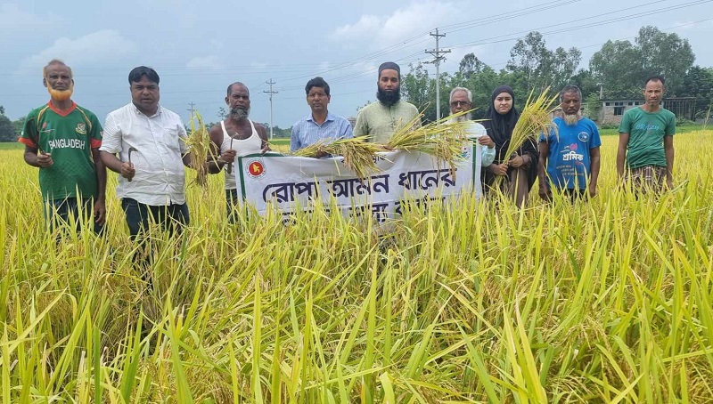 নীলফামারীতে আগাম আমন ধানের নমুনা শস্য কর্তন