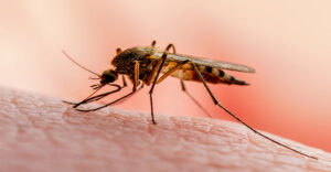 ডেঙ্গুতে ২৪ জনের মৃত্যু, এ বছর মৃত্যু ১৫০০ ছাড়াল