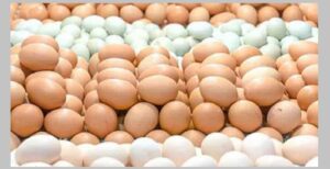 ডিমের দামে কারসা‌জি করায় দুই প্রতিষ্ঠানকে সাড়ে ৩ কোটি টাকা জরিমানা