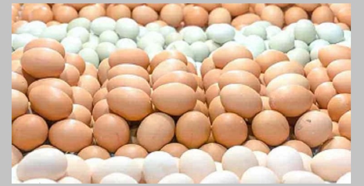 ডিমের দামে কারসা‌জি করায় দুই প্রতিষ্ঠানকে সাড়ে ৩ কোটি টাকা জরিমানা