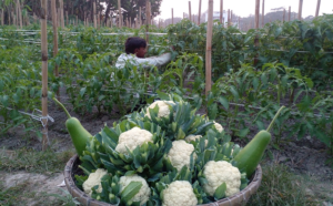 শ্রীনগরে আগাম সবজি চাষে সাফল্য