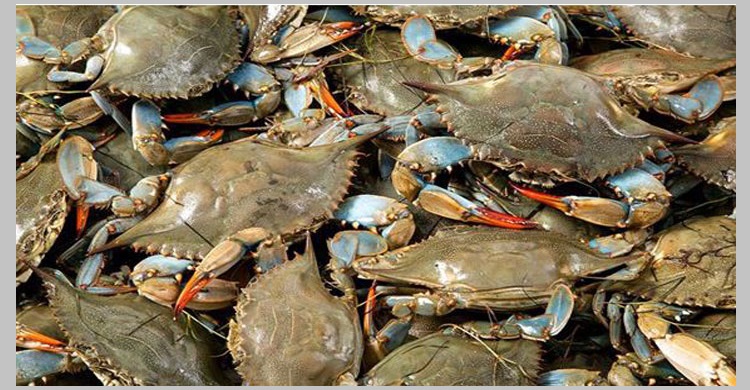 সুন্দরবনে কাঁকড়া ধরায় নিষেধাজ্ঞা জারি