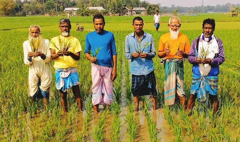 শেরপুরে বোরো ধানের চারা গাছে পচন