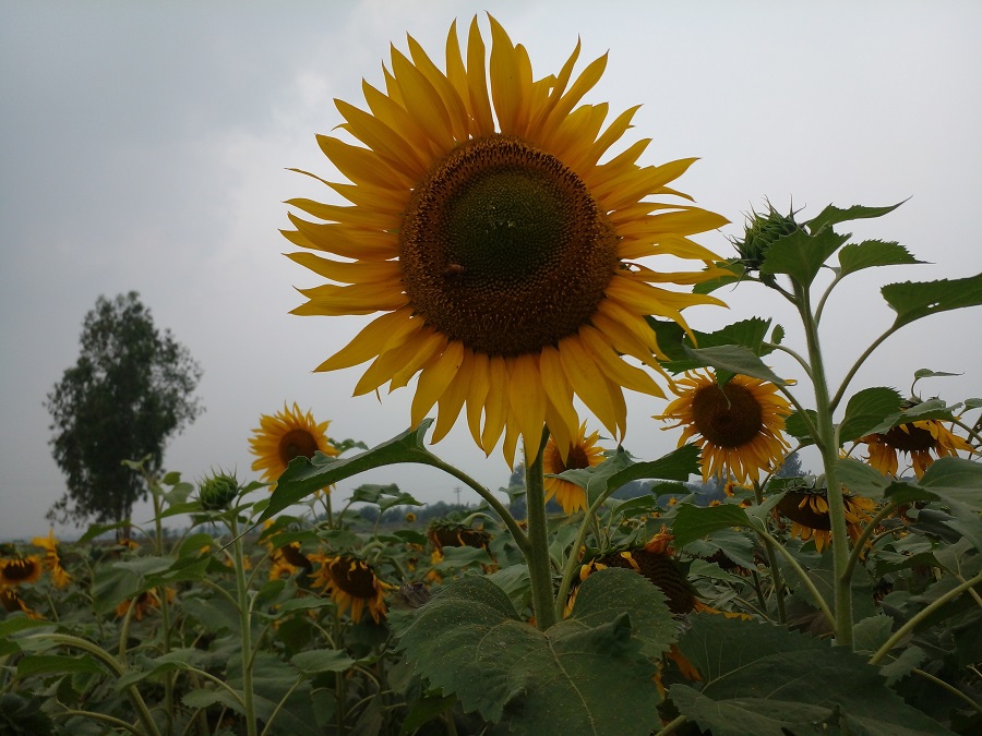 শ্রীনগরে সূর্যমুখীর হাসিতে জৌলুস ছড়াচ্ছে