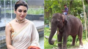বাণিজ্যিক কাজে হাতি ব্যবহারে লাইসেন্স বন্ধ