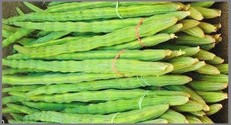 ভারত থেকে এবার আমদানি হল ২৮৫ টন শজনে ডাঁটা