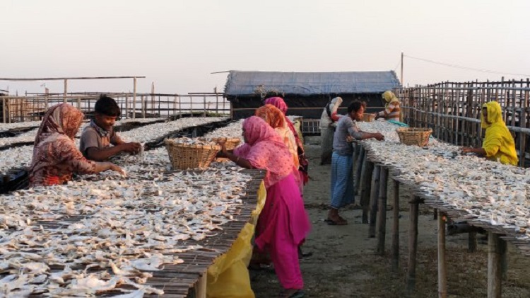 শুঁটকি খাতের ৫৬ শতাংশ নারী শ্রমিক চর্মরোগে আক্রান্ত সমীক্ষা
