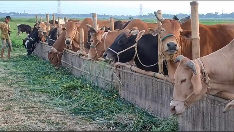 বিলে গরু-মহিষের বাথান, লাভবান কৃষক