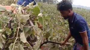 বেগুনের কেজি ৫ টাকা, ক্ষোভে সব বেগুন গাছ কেটে ফেললেন কৃষক