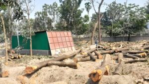 সৈয়দপুরে বিমানবন্দরে ৬০ লাখ টাকার গাছ ৬ লাখ টাকায় বিক্রির