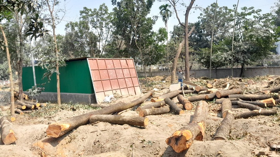 সৈয়দপুরে বিমানবন্দরে ৬০ লাখ টাকার গাছ ৬ লাখ টাকায় বিক্রির