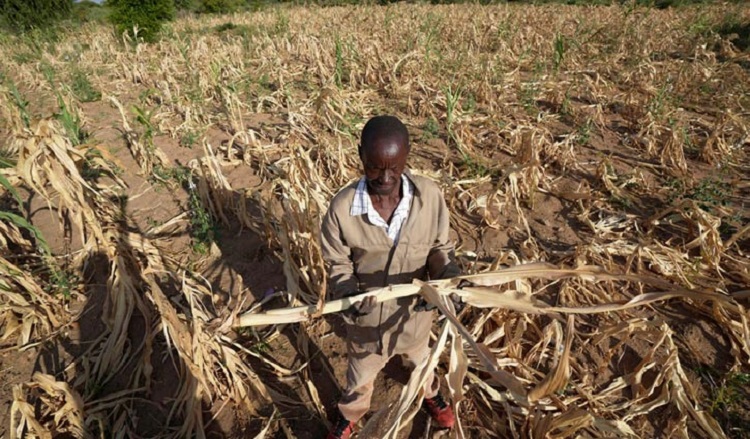 ভয়াবহ খরার মুখে জিম্বাবুয়ে, জাতীয় দুর্যোগ ঘোষণা