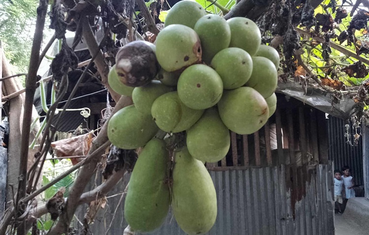 মির্জাগঞ্জে এক বোঁটায় ২৫ টি লাউ!