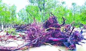 ঘূর্ণিঝড় রিমাল সুন্দরবনে ৯৬ হরিণসহ ১০১ প্রাণীর মৃতদেহ উদ্ধার