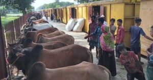 এবার ট্রেনে করে ঢাকা যাচ্ছে ৪০০ গরু!