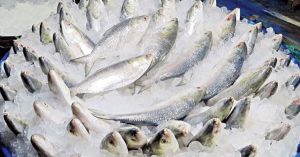 ইলিশ রপ্তানি বন্ধে লিগ্যাল নোটিশ