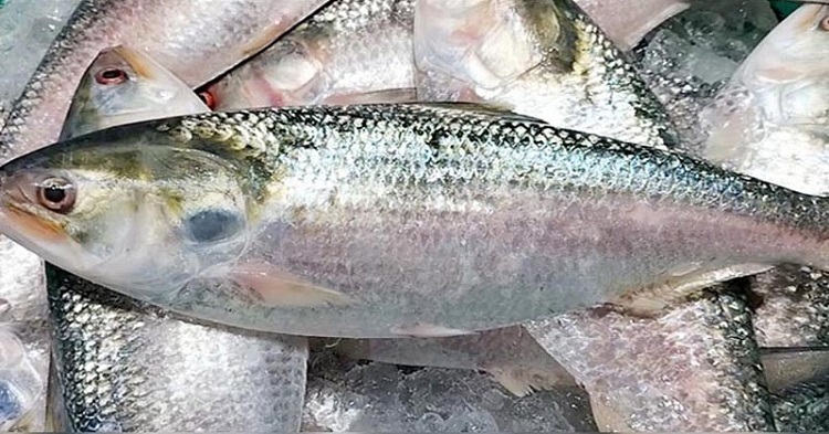 ইলিশের মূল্য সর্বোচ্চ ৭০০ টাকা কেজি নির্ধারণে আইনি নোটিশ