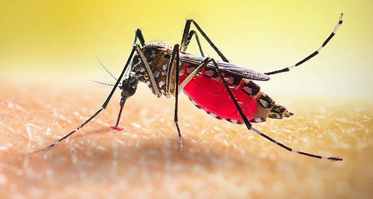 ডেঙ্গুতে আরো ৩ জনের মৃত্যু, হাসপাতালে ভর্তি ৪০৩