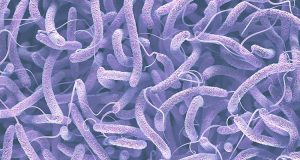 দেশে কলেরার জীবাণু আরও বিপজ্জনক হয়ে উঠছে